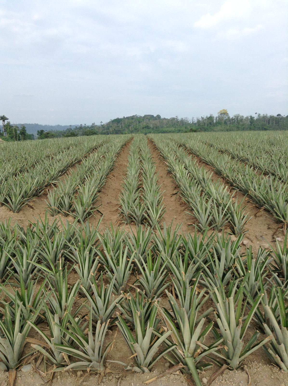 Linhas de abacaxi