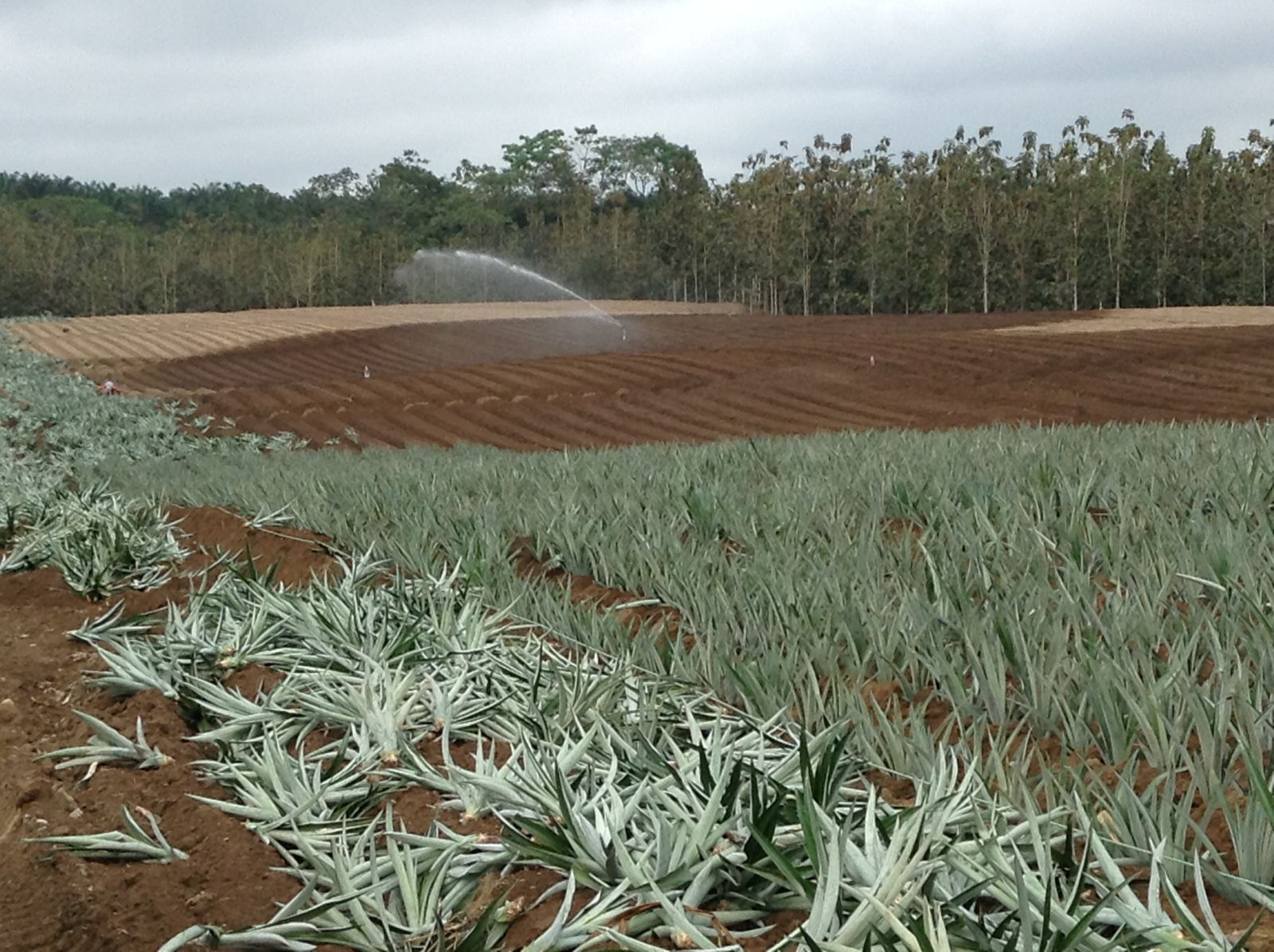 Plantação de abacaxi com irrigação — Equador